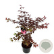 Acer pal. 'Bloodgood' 80-100 cm P27