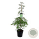 Acer pal. 'Dissectum' 100-125 cm 14L