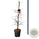 Acer pal. 'Garnet' 100-125 cm 14L