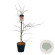 Acer pal. 'Garnet' 80-100 cm P27
