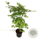 Acer pal. 'Osakazuki' 80-100 cm P27