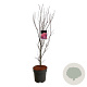 Acer pal. 'Skeeter's Broom' 100-125 cm 14L
