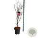 Acer pal. 'Skeeter's Broom' 100-125 cm 14L
