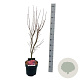 Acer pal. 'Skeeter's Broom' 60-80 cm