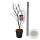 Acer pal. 'Skeeter's Broom' 60-80 cm P27