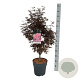 Acer pal. 'Skeeter's Broom' 60-80 cm P27