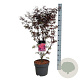 Acer pal. 'Skeeter's Broom' 80-100 cm P27