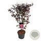 Acer pal. 'Skeeter's Broom' 80-100 cm P27