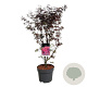 Acer pal. 'Skeeter's Broom' 80-100 cm P27