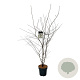 Amelanchier lamarckii 150-175 cm 15L