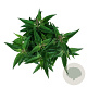 Buddleja d. B. Candy Little Pink 40-50 cm P26
