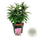 Buddleja d. B. Candy Little Pink 40-50 cm P26