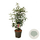 Buddleja d. 'Ile de France' 100-125 cm 15L