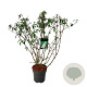Buddleja d. 'White Profusion' 100-125 cm 15L