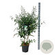 Buddleja d. 'White Profusion' 100-125 cm 15L