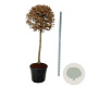 Carpinus betulus 125 cm stam cont. 90L