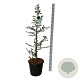 Cedrus l. 'Glauca' 125-150 cm 30L extra