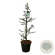 Cedrus l. 'Glauca' 125-150 cm 30L extra