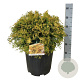Chamaecyparis o. 'Kamarachiba' 40-50 cm 15L