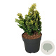 Chamaecyparis o. 'Meroki Twin' 30-40 cm 6,5L