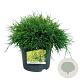 Chamaecyparis p. 'Sungold' 30-40 cm 6,5L