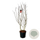 Cotinus cog. 'Royal Purple' 170-200 cm cont. 55L extra