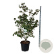 Cornus k. 'China Girl' 150-175 cm cont. 55L extra
