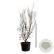Cornus k. 'China Girl' 225-250 cm cont. 230L solitair