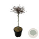 Fagus syl. 'Mercedes' 60 cm stam 15L