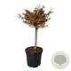 Fagus syl. 'Mercedes' 60 cm stam 30L