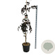 Fagus syl. 'Purple Fountain' 175-200 cm 30L extra