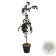 Fagus syl. 'Purple Fountain' 175-200 cm 30L extra