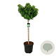 Ginkgo bil. 'Mariken' 120 cm stam cont. 55L extra