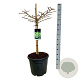 Ginkgo bil. 'Mariken' 60 cm stam 30L