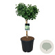 Ginkgo bil. 'Mariken' 60 cm stam 30L