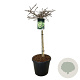 Ginkgo bil. 'Mariken' 80 cm stam 30L