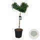 Ginkgo bil. 'Mariken' 90 cm stam 30L