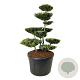 Ilex crenata 'Green Lustre' 125-150 cm cont. 230L bonsai