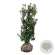 Ilex meserv. 'Heckenstar' 100-125 cm met kluit extra