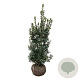 Ilex meserv. 'Heckenpracht' 125-150 cm met kluit extra