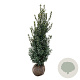 Ilex meserv. 'Heckenpracht' 175-200 cm met kluit extra
