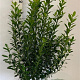 Ilex meserv. 'Heckenpracht' 80-100 cm met kluit