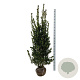 Ilex meserv. Heckenblau 175-200 cm met kluit extra