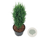 Juniperus comm. 'Compressa' 40-50 cm 6L