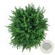 Juniperus comm. 'Compressa' 40-50 cm 6L