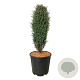 Juniperus comm. 'Compressa' 50-60 cm 15L