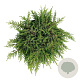 Juniperus comm. 'Lemon Carpet' 30-40 cm 6,5L
