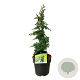 Juniperus procumbens 'Nana' 40-50 cm 4,5L piramide