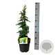 Juniperus procumbens 'Nana' 40-50 cm 4,5L piramide