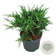 Juniperus pf. 'White Splash' 30-40 cm 6,5L